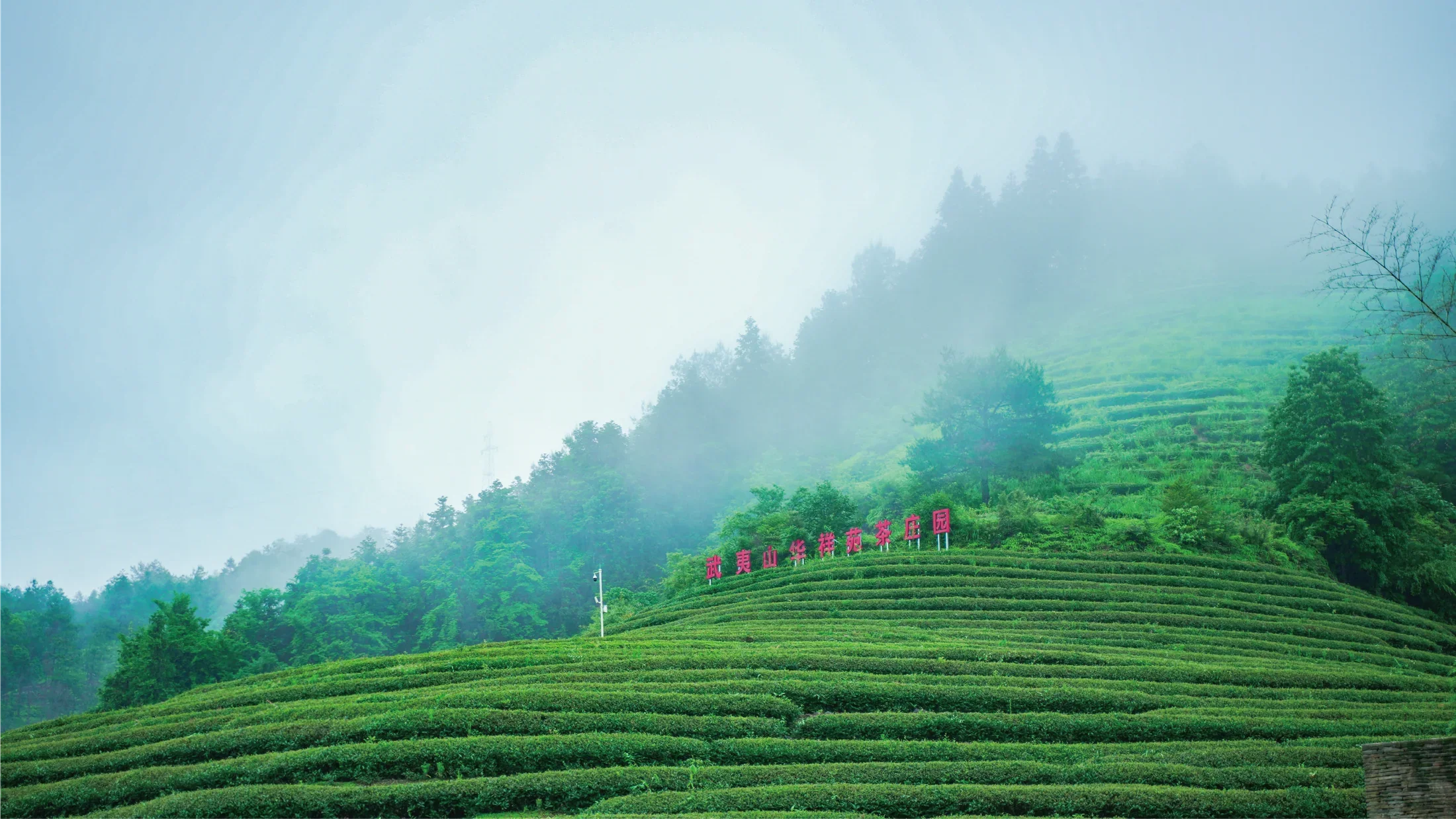 武夷山岩茶茶园实景