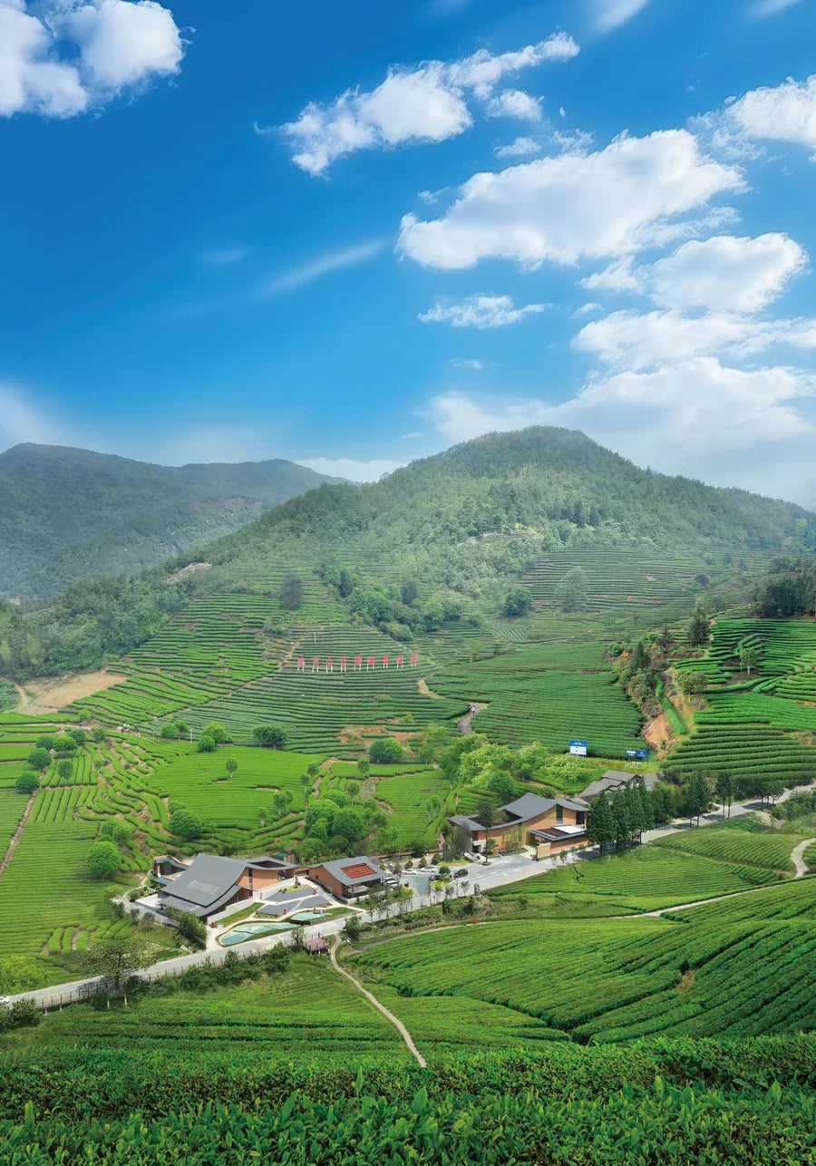 武夷山岩茶茶庄园