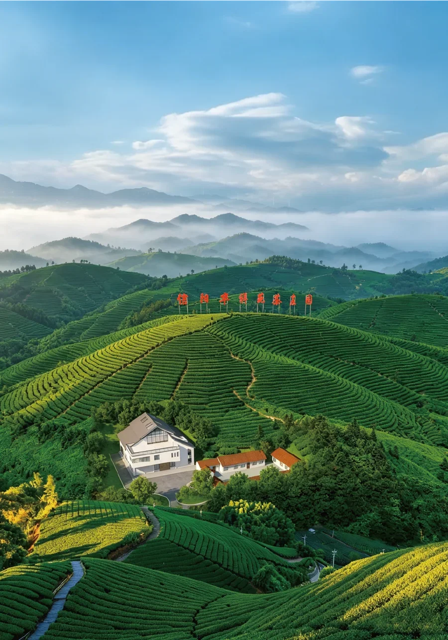 河南信阳绿茶茶庄园