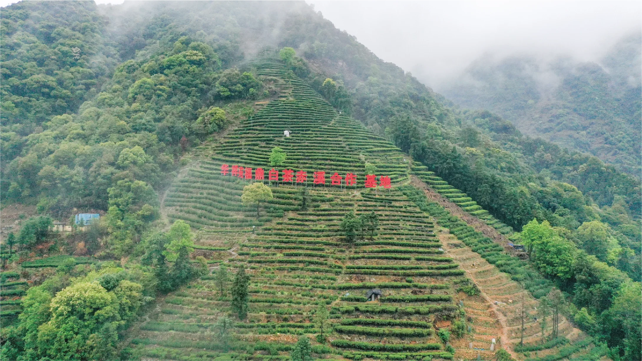 福鼎白茶茶山实景