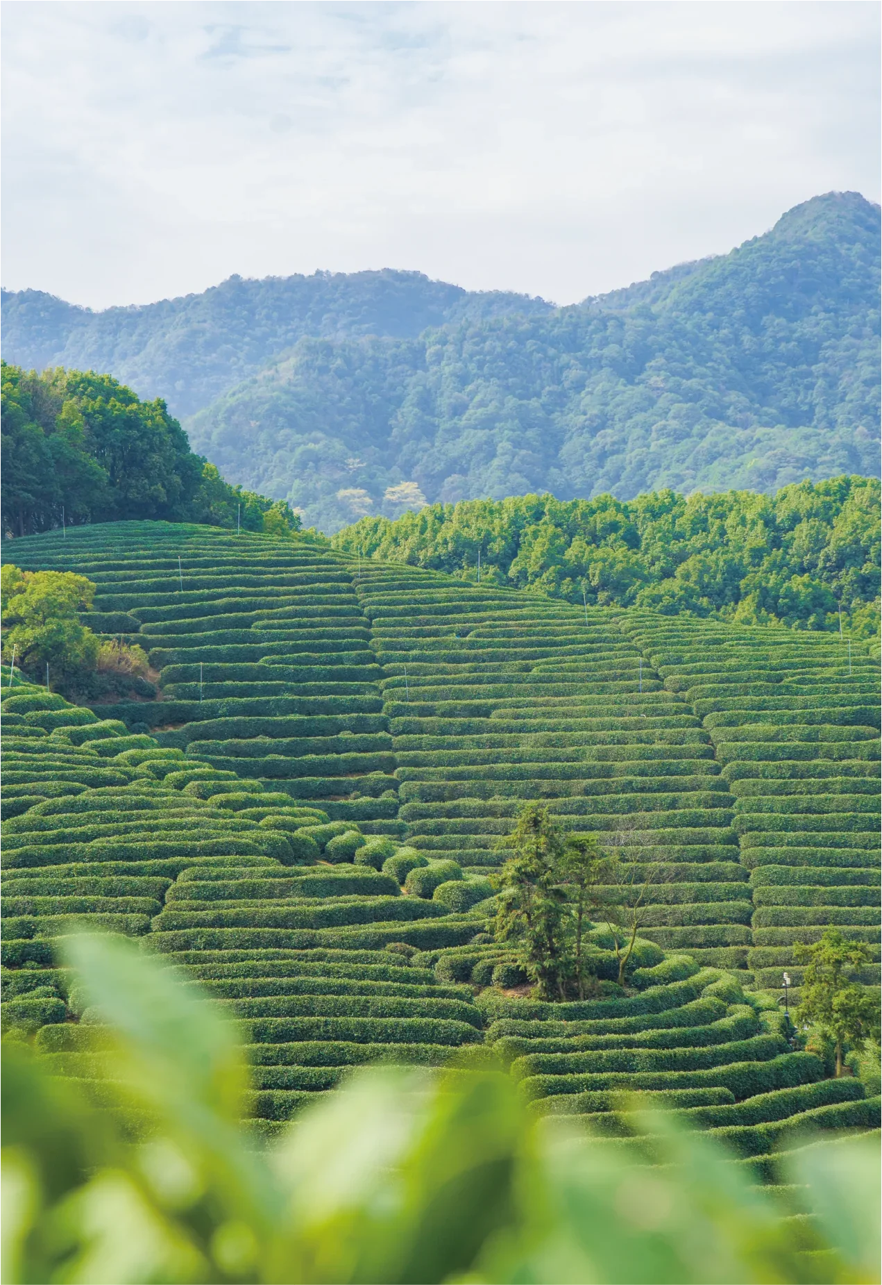浙江杭州绿茶茶园实景