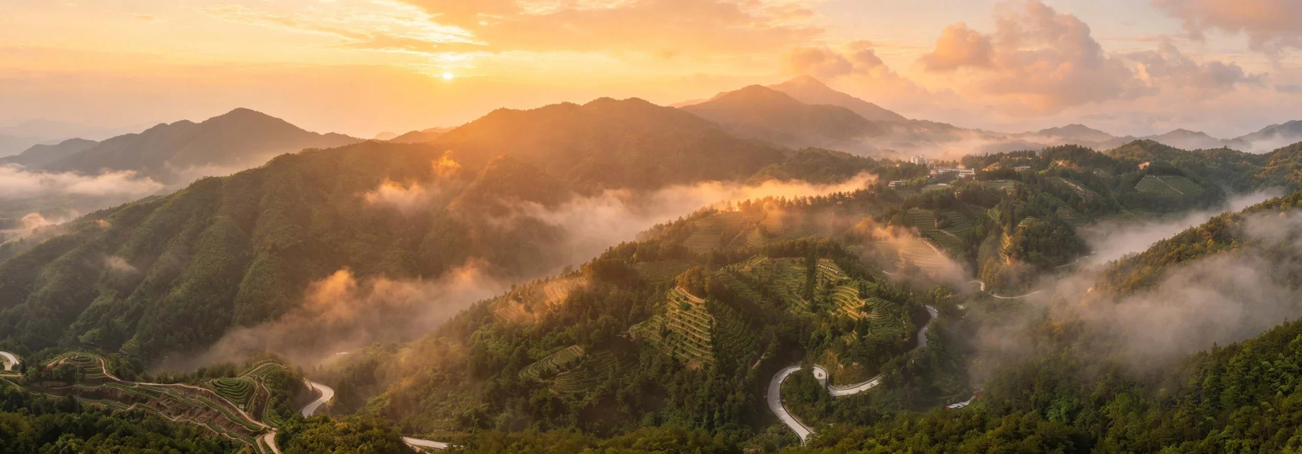 晨光中的安溪铁观音茶山